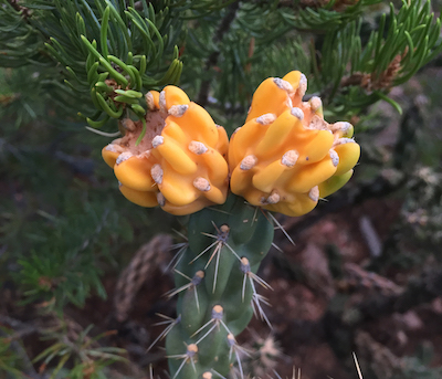 footer support banner image